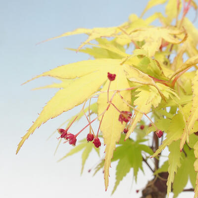 Vonkajší bonsai - Acer pal. Sango Kaku - Javor dlanitolistý - 3