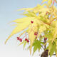 Vonkajší bonsai - Acer pal. Sango Kaku - Javor dlanitolistý - 3/4