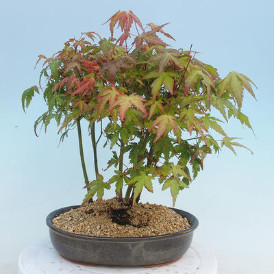 Acer palmatum - Javor dlaňolistý - lesík - 3
