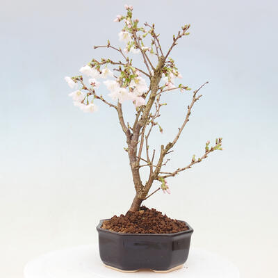 Vonkajší bonsai - Prunus incisa Kojou-no mai-Višňa vyrezaná - 3