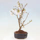 Vonkajší bonsai - Prunus incisa Kojou-no mai-Višňa vyrezaná - 3/6