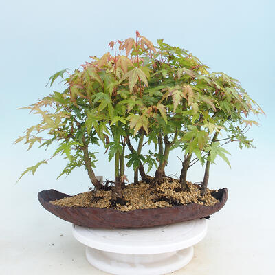 Acer palmatum - Javor dlaňolistý - lesík - 3