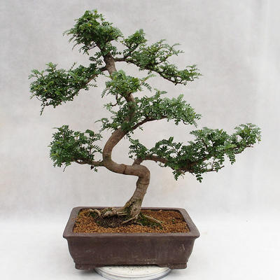 Izbová bonsai - Zantoxylum piperitum - Piepor PB2191200 - 3