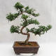 Izbová bonsai - Zantoxylum piperitum - Piepor PB2191200 - 3/5