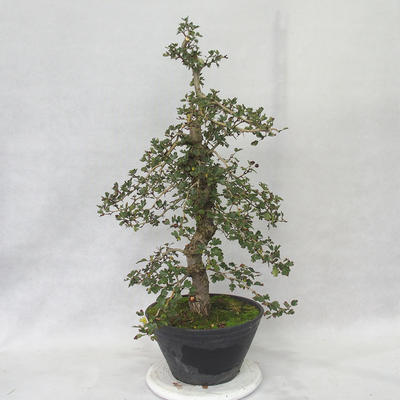 Vonkajšie bonsai - Hloh ružové kvety - Crataegus laevigata paul's Scarlet - 3