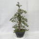 Vonkajšie bonsai - Hloh ružové kvety - Crataegus laevigata paul's Scarlet - 3/7