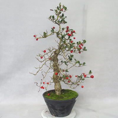 Vonkajšie bonsai - Hloh biele kvety - Crataegus laevigata - 3