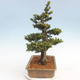 Vonkajšie bonsai - Taxus Bacatá - Tis červený - 3/5