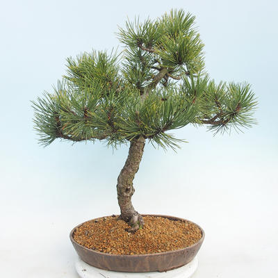Vonkajšie bonsai - Pinus Mugo - Borovica Marhuľa - 3