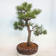 Vonkajšie bonsai - Pinus sylvestris - Borovica lesná - 3/5