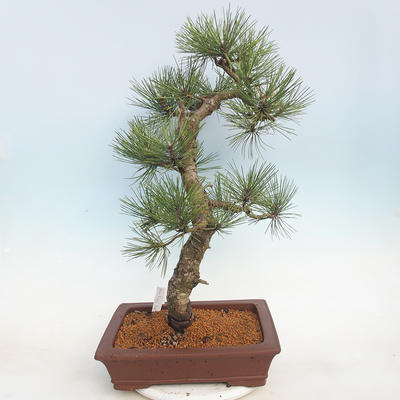 Vonkajšie bonsai - Pinus Nigra - Borovica čierna - 3