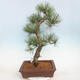 Vonkajšie bonsai - Pinus Nigra - Borovica čierna - 3/5