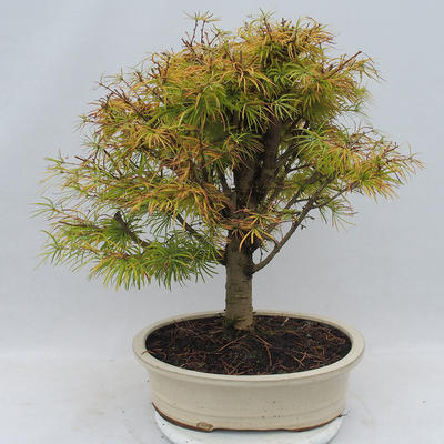 Vonkajšie bonsai - Pseudolarix amabilis - Pamodřín - 3