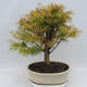 Vonkajšie bonsai - Pseudolarix amabilis - Pamodřín - 3/5