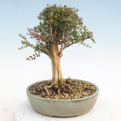 Vonkajšia bonsai-Lonicera nitida -Zimolez - 3