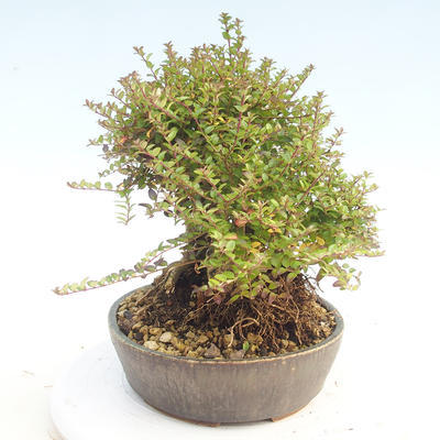 Vonkajšia bonsai-Lonicera nitida -Zimolez - 3