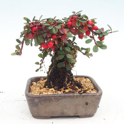 Vonkajšia bonsai-Cotoneaster - Skalník - 3