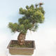 Vonkajšie bonsai - Pinus parviflora - Borovica drobnokvetá - 3/5