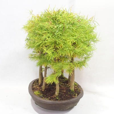 Vonkajšie bonsai - Pseudolarix amabilis - Pamodřín - lesík 9 stromov - 3