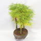 Vonkajšie bonsai - Pseudolarix amabilis - Pamodřín - lesík 5 stromov - 3/5