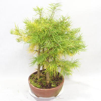Vonkajšie bonsai - Pseudolarix amabilis - Pamodřín - lesík 5 stromov - 3