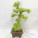 Vonkajšie bonsai - Pseudolarix amabilis - Pamodřín - 3/6