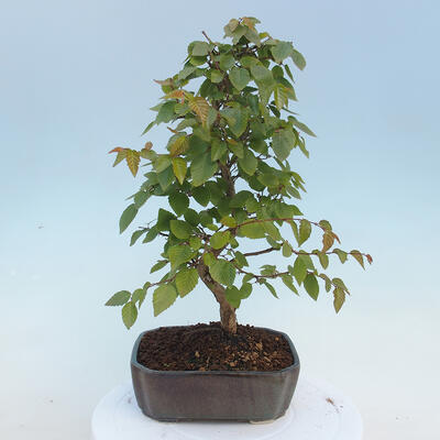 Vonkajšie bonsai - Carpinus CARPINOIDES - Hrab kórejský - 3