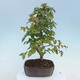 Vonkajšie bonsai - Carpinus CARPINOIDES - Hrab kórejský - 3/4