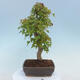 Vonkajšie bonsai - Javor Buergerianum - Javor Burgerův - 3/4