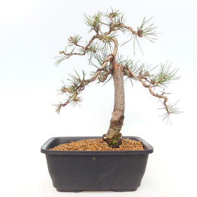 Vonkajšie bonsai - Pinus Sylvestris - Borovica lesná - 3