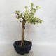 Izbová bonsai - Durant erecta Variegata - 3/5