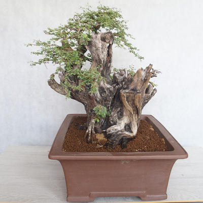Izbová bonsai - Akacia Arabica - 3