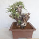 Izbová bonsai - Akacia Arabica - 3/6