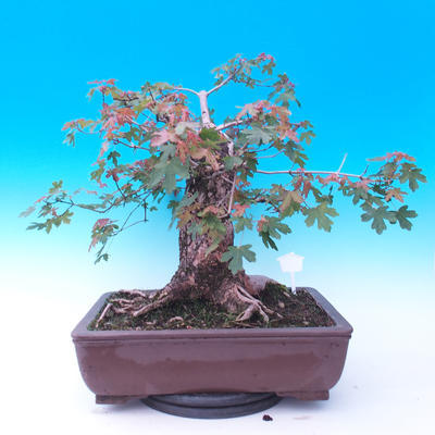Vonkajší bonsai -Javor poľný - Acer campestre - 3