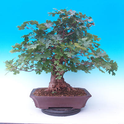 Vonkajší bonsai -Javor poľný - Acer campestre - 3