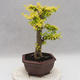 Izbová bonsai -Ligustrum Aurea - Vtáčí zob - 3/6