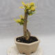 Izbová bonsai -Ligustrum Aurea - Vtáčí zob - 3/5