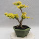 Izbová bonsai -Ligustrum Aurea - Vtáčí zob - 3/5