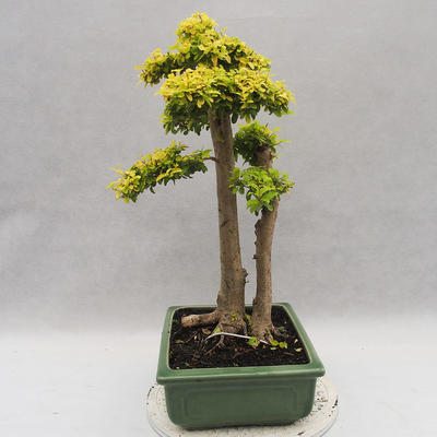 Izbová bonsai -Ligustrum Aurea - Vtáčí zob - 3