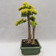 Izbová bonsai -Ligustrum Aurea - Vtáčí zob - 3/6