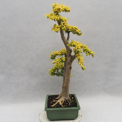 Izbová bonsai -Ligustrum Aurea - Vtáčí zob - 3