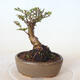 Vonkajšie bonsai - Ulmus parvifolia SAIGEN - malolistá brest - 3/4