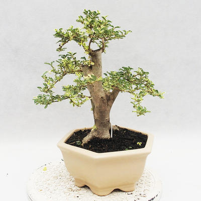 Izbová bonsai -Ligustrum Variegata - Vtáčí zob - 3