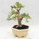 Izbová bonsai -Ligustrum Variegata - Vtáčí zob - 3/6