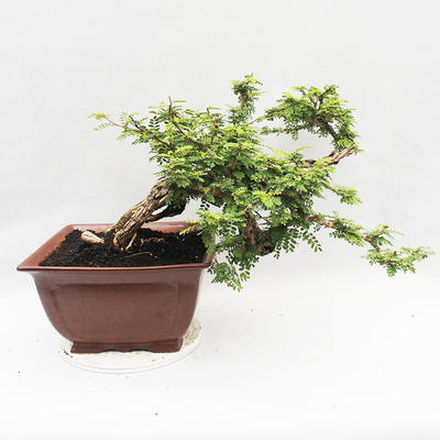 Izbová bonsai -Phyllanthus Niruri- fylant - 3