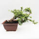Izbová bonsai -Phyllanthus Niruri- fylant - 3/6