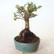 Vonkajšie bonsai - Ulmus parvifolia SAIGEN - malolistá brest - 3/5