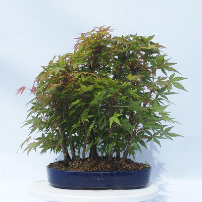 Acer palmatum - Javor dlanitolistý - lesík - 3