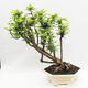Izbová bonsai -Phyllanthus Niruri- fylant - 3/5