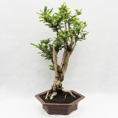 Izbová bonsai -Phyllanthus Niruri- fylant - 3